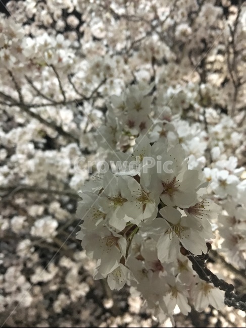 봄,벚꽃,배경,flower,꽃잎
