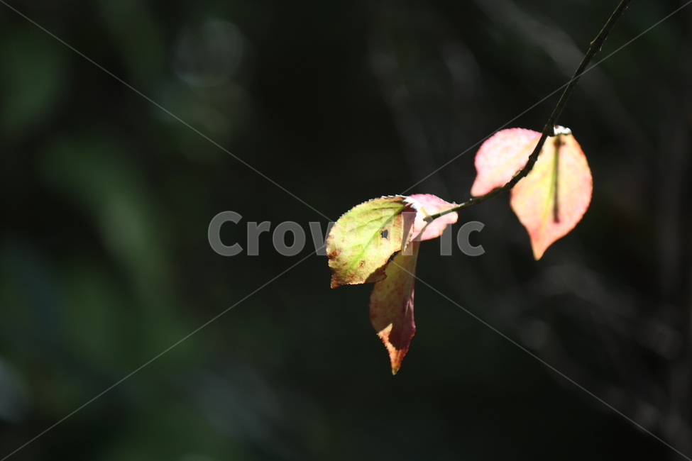 식물,잎,가울감성,단풍,빛,가을,계절,fall,autumn,season,veins,정맥,plant,leaf