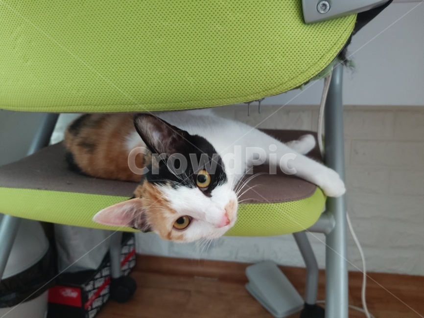 고양이,귀여움,여유,귀찮음,고양이자세,고양이눈,동물,animal,포유류,mammal,고양이,cat,kitten,kitty