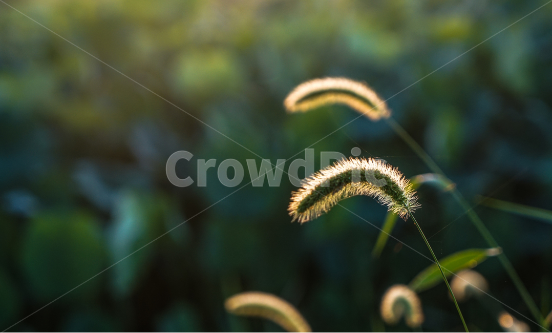 강아지풀,풀,꽃,풀꽃,강아지풀꽃,야생,자연,들풀,식물,자연,plants,nature,감성,sensible,feeling