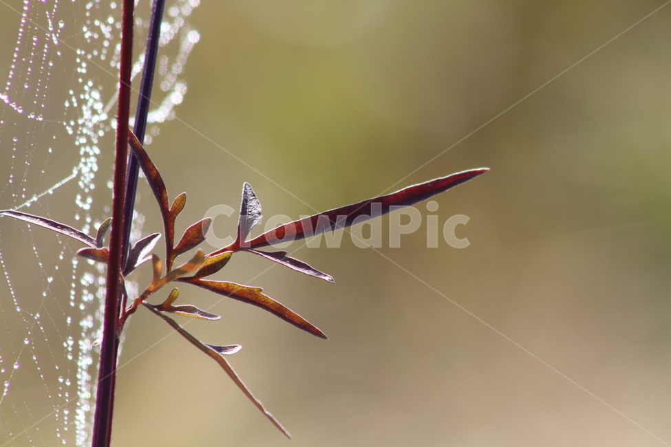 거미줄,이슬,잎,단풍,redleaves,가을,계절,fall,autumn,season,식물,자연,plants,nature
