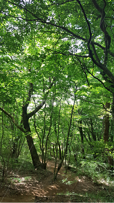 숲,나무,나뭇잎,식물,plant,tree,vegetation,초목,treetrunk,나무줄기,outdoors,옥외,woodland,삼림지,land,nature,자연,forest