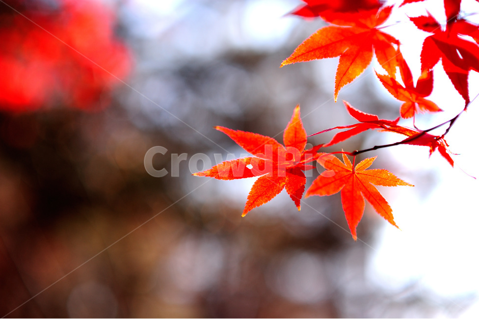 가을,단풍,감성사진,물들다,울긋불긋,가을,계절,fall,autumn,season,plant,식물,leaf,잎,tree,나무