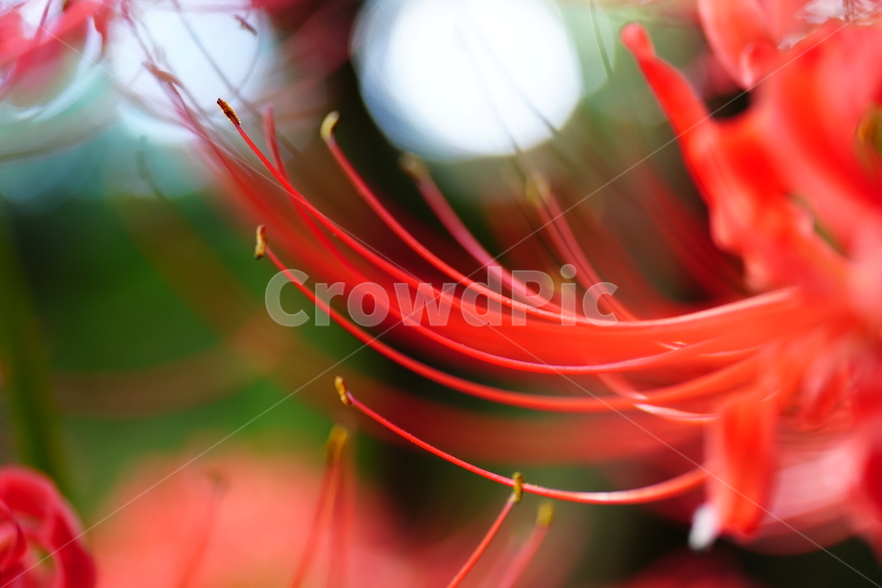 꽃무릇,꽃,식물,플라워,flower,자연,nature,plants,9월,가을,fall,autumn,september,꽃밭,화단,closeup,접사,매크로,마크로,macro,꽃사진,가을꽃,식물,자연,plants,nature,꽃,flower
