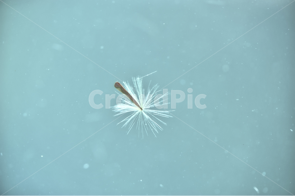 민들레,민들레씨,봄,꽃가루,바람,민들레홀씨,민들레잎,감성,하늘,식물,자연,plants,nature,꽃,flower