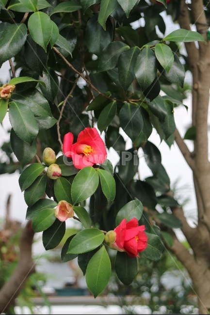 동백꽃,동백,겨울,봄,꽃,자연,풍경,식물,nature,plants,flowers,spring,winter,식물,자연,plants,nature,꽃,flower