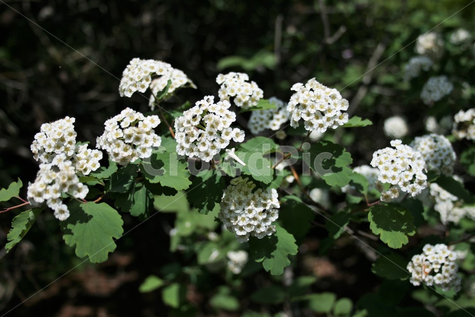 산조팝나무,산조팝,진주수구,장미과,조팝나무속,낙엽관목,야생식물,나무,자연,식물,자연,plants,nature,꽃,flower
