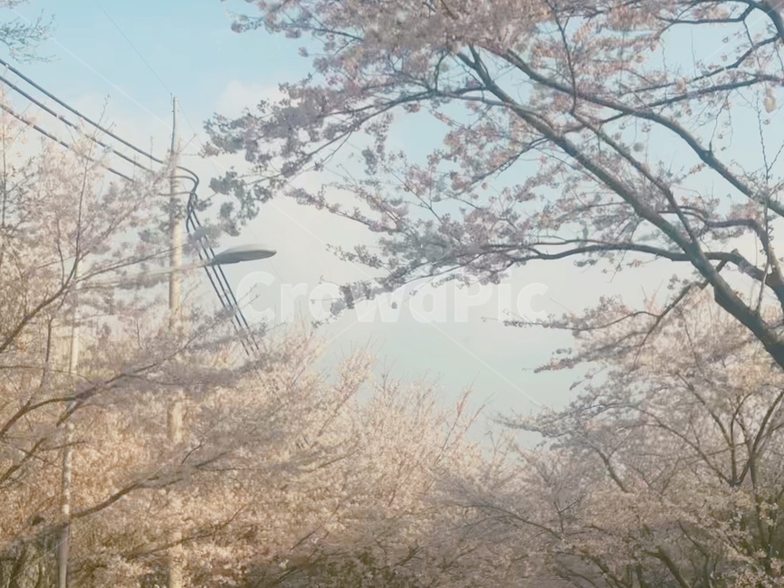 벚꽃,봄,풍경,봄풍경,분위기,꽃놀이,봄,계절,spring,season,자연,풍경,nature,landscape,plant,식물