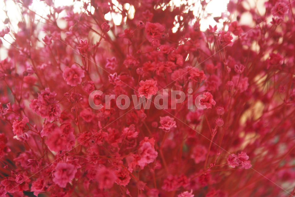 꽃,빨간색,red,봄,핫핑크,핑크,클로즈업,뷰티,flower,식물,plant