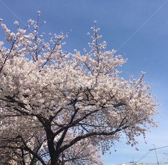 벚꽃나무,하늘,벚꽃,꽃,꽃송이,봄,cherryblossoms,sky,spring,맑은날씨