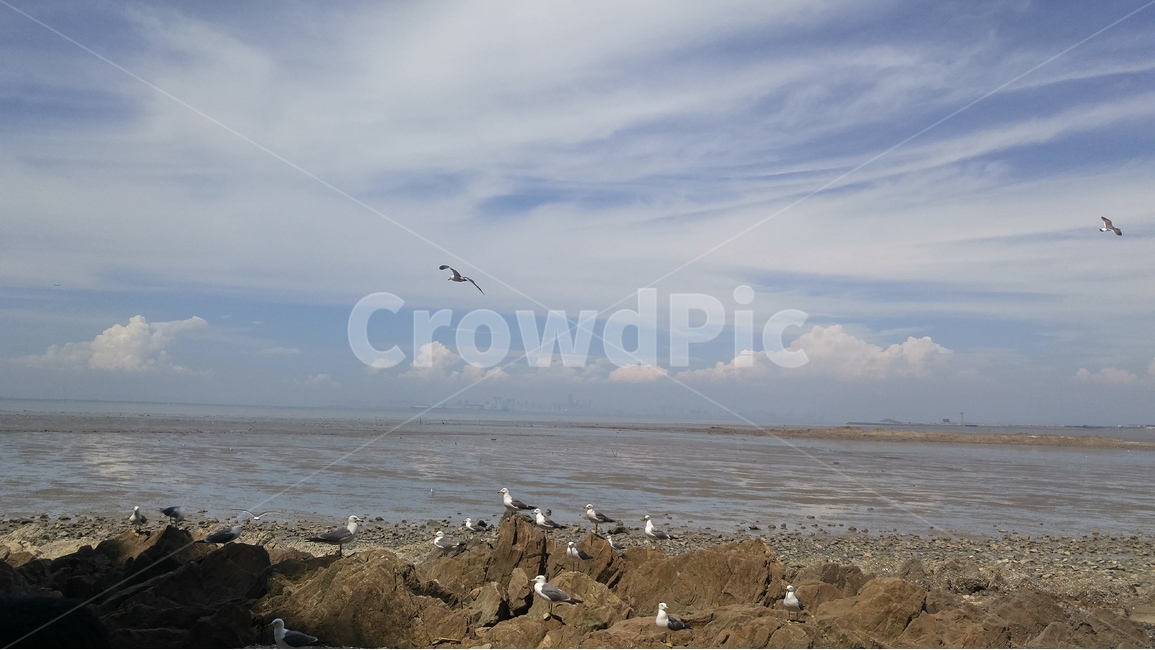 갈매기,바다,하늘,구름,평화,지평선,자연,풍경,nature,landscape,동물,animal,조류,새,birds,adventure,모험,leisure activities,레저 활동,rubble,파편