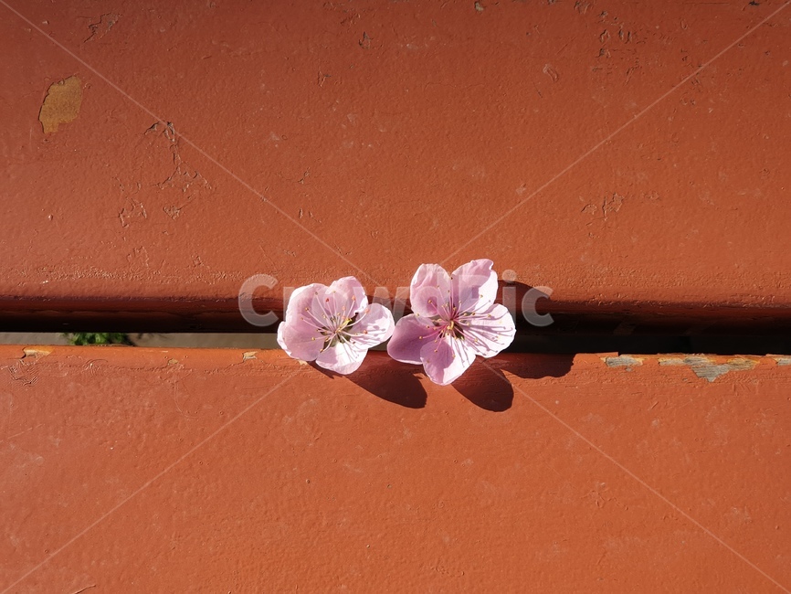 봄,빛바랜,벛꽃,그림자,향긋함,봄,계절,spring,season,꽃,flower,blossom,geranium,제라늄,plant,식물