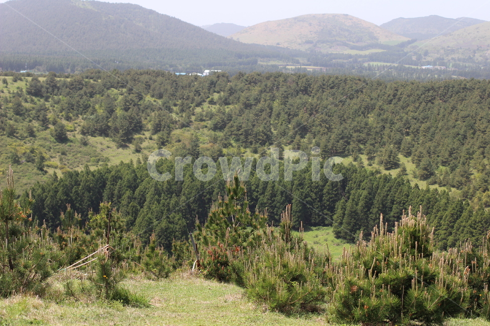 꽃,봄,하늘,오름,제주,자연,풍경,nature,landscape,tree,나무,plant,식물,fir,전나무