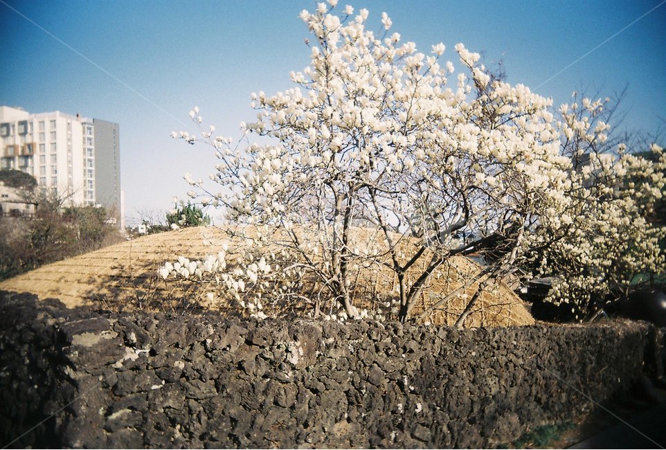 목련,목련꽃,초가집,돌담,제주도,제주,필름사진,필름카메라,이중섭의집,이중섭미술관,이중섭,봄,한국전통,한국문화,korean traditional,korean culture,식물,자연,plants,nature,꽃,flower