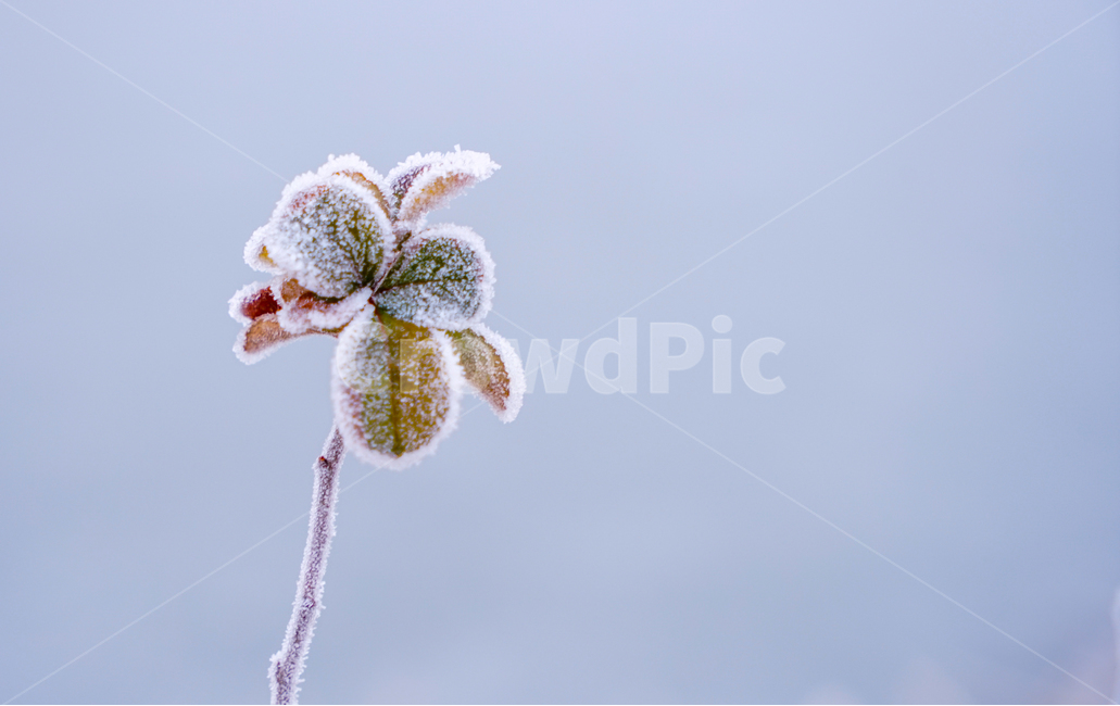 서리,서릿꽃,감성,식물,겨울,계절,접사,클로즈업,겨울,계절,winter,season,식물,자연,plants,nature