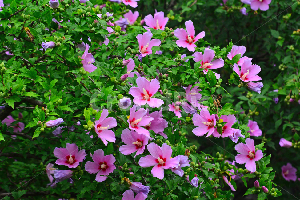무궁화,나라꽃,꽃,우리꽃,국화,분홍색,핑크색,배경,바탕,백그라운드,flowers,korean,mugunghwa,roseofsharon,hibiscus,식물,나무꽃,아름다움,꽃송이,꽃잎,잎사귀,우리나라꽃,nationalflower,background,plant,blossom,한국적