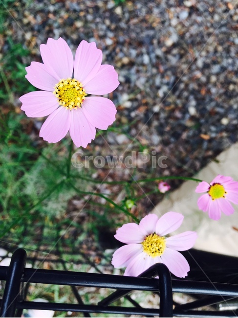 꽃,자연,식물,flower,nature,가을,fall,autumn,코스모스,cosmos,분홍,분홍색,pink,들꽃,울타리,식물,자연,plants,nature,꽃,flower