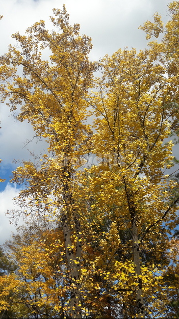 가을,단풍,나무,하늘,아름다움,가을,계절,fall,autumn,season,tree,plant,식물,tree trunk,나무 줄기