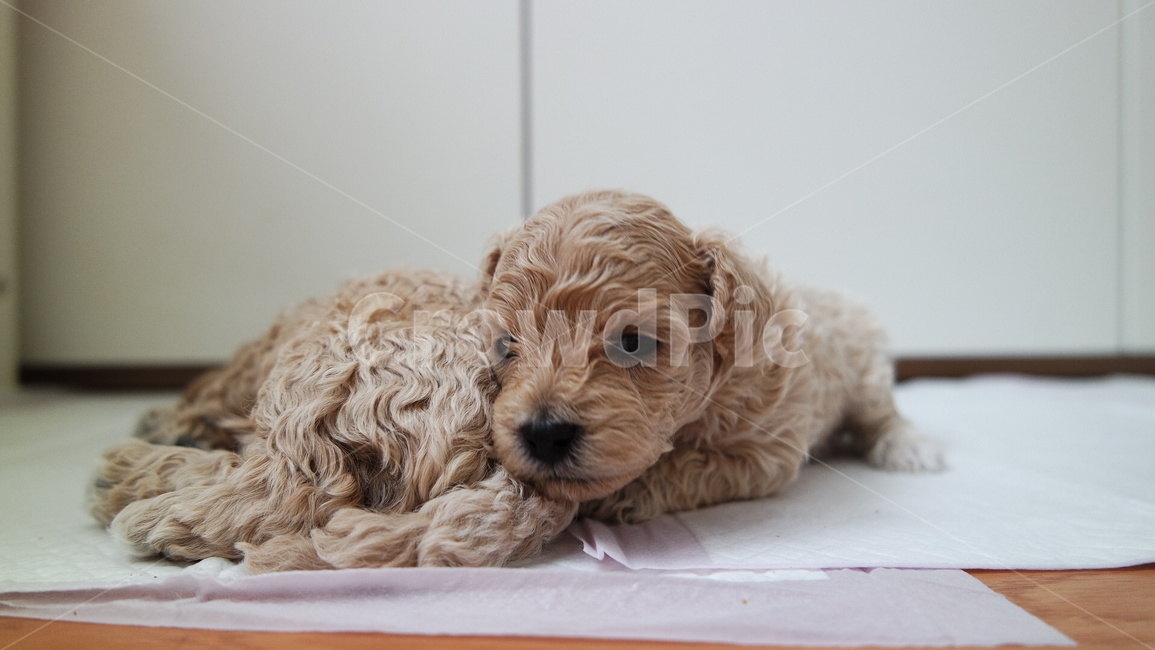 강아지,푸들,개린이,바라봄,puppy,동물,animal,포유류,mammal,개,강아지,dog,doggy