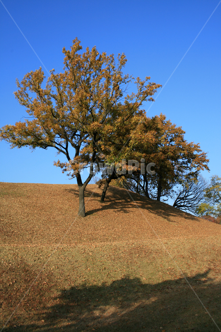 가을,단풍,풍경,나무,하늘,가을,계절,fall,autumn,season,tree,plant,식물,grassland,목초지,field,들,outdoors,옥외