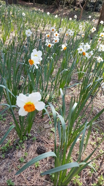 수선화,flower,꽃,blossom,식물,plant,자연