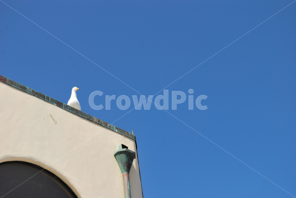 sky,Without any thought,Looking,Seagull,wall,building