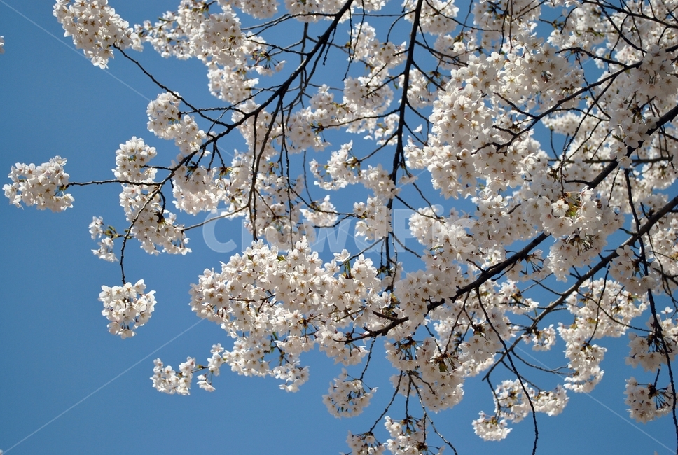 벚꽃,꽃나무,꽃,봄,하늘,cherryblossom,flowertree,flower,spring,sky,봄,계절,spring,season,식물,자연,plants,nature,꽃,flower,plant,blossom,cherry blossom