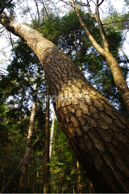나무,식물,plant,tree,나무줄기,소나무