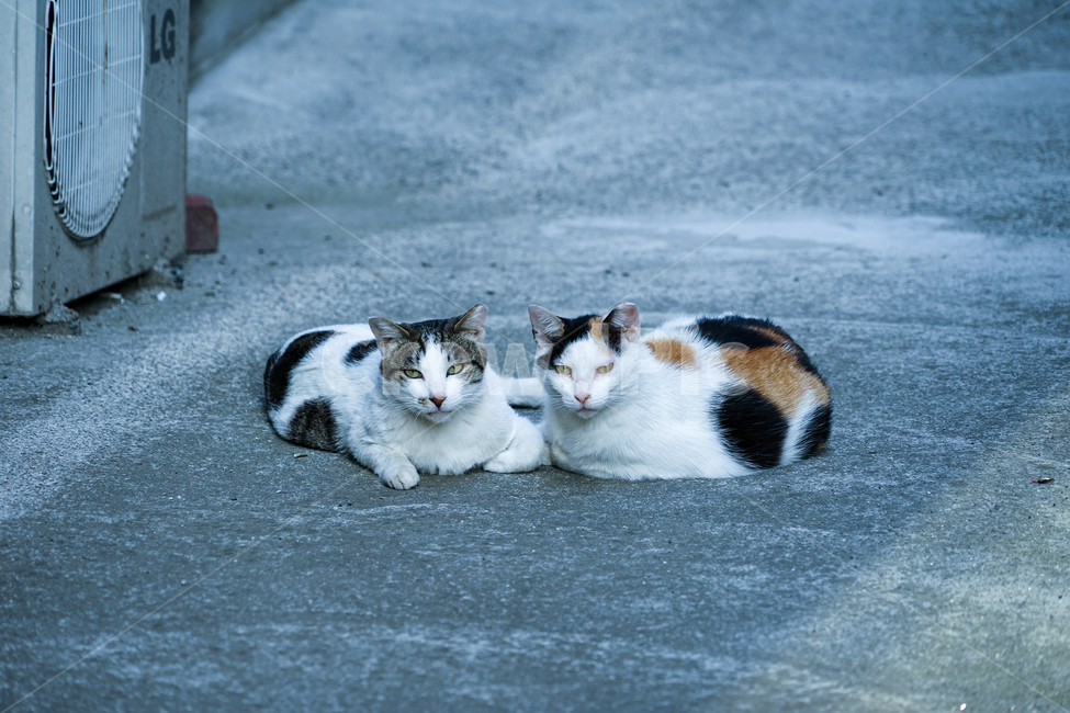 고양이,동물,포유류,길냥이,cat,animal,pet,동물,animal,포유류,mammal,고양이,cat,kitten,kitty