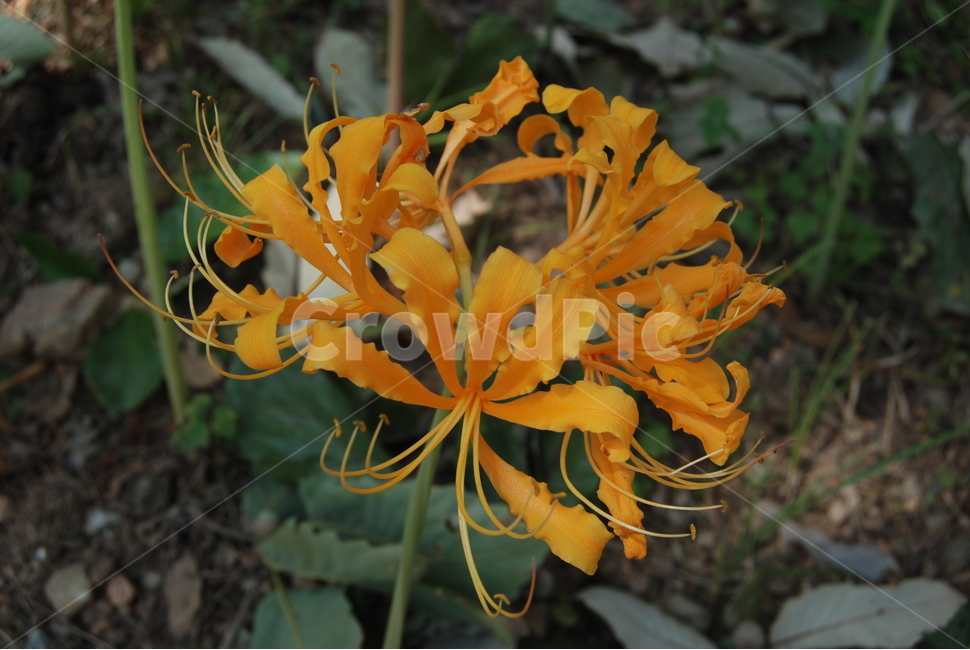 불갑산,영광군,꽃,자연,계절,식물,자연,plants,nature,꽃,flower