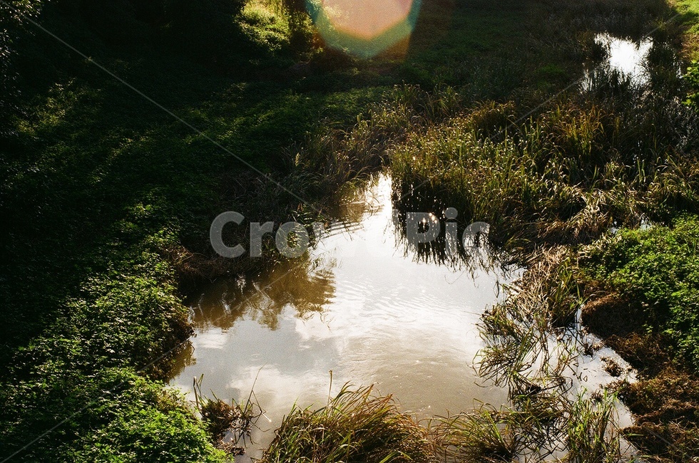 water,물,nature,웅덩이,공원,park,leaves,leaf,pond
