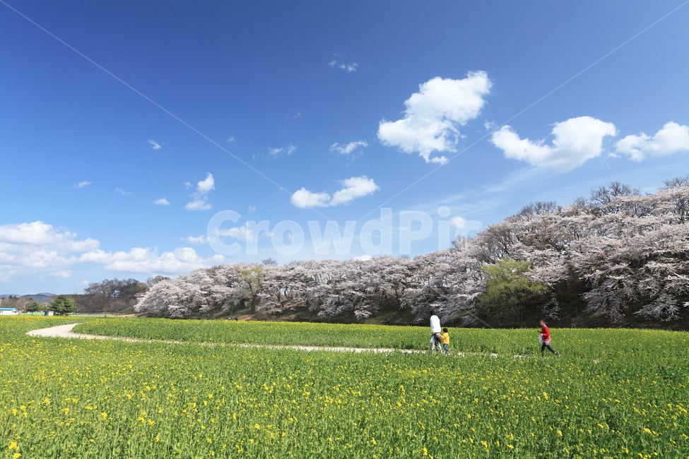 forest,flower field,outing,Gyeongbuk,in full bloom,scenery,famous place,spring,cloud,beautiful,Gyeongsangbukdo,road,cherry trees,season,meadow,Korea,sky,nature,Gyeongjusi,tree,rape blossoms,picnic,Gyeongju,Banwolseong Fortress,cherry blossoms,rapeseed,fie