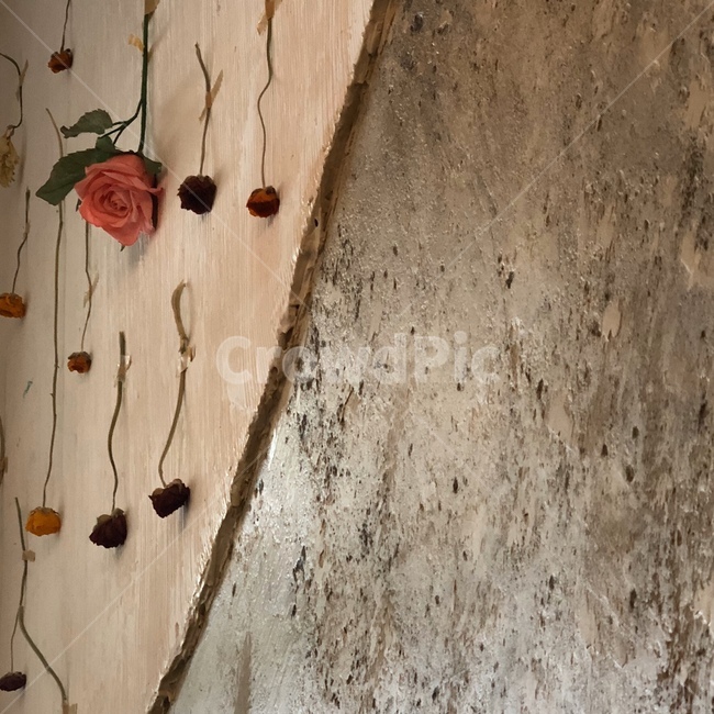 꽃,flower,장미,rose,나무,wood,인테리어
