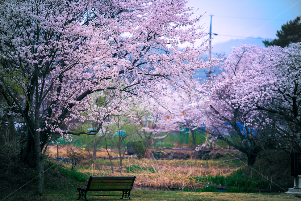 꽃,벚꽃,봄,분홍,배경,landscape,flower,spring,자연,식물,봄,계절,spring,season,자연,풍경,nature,landscape,시골,마을,country,rural,town,감성,sensible,feeling,bench,벤치,plant,furniture,가구