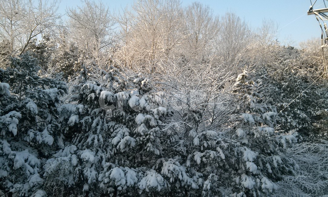자연,눈,설경,풍경,겨울,계절,날씨,맑음,옥외,빙,나무,숲,nature,outdoors,snow,ice,landscape,winter,season,sunny,forest,snowscene,하늘,sky,trees,woods,식물,plants,초목,vegetation