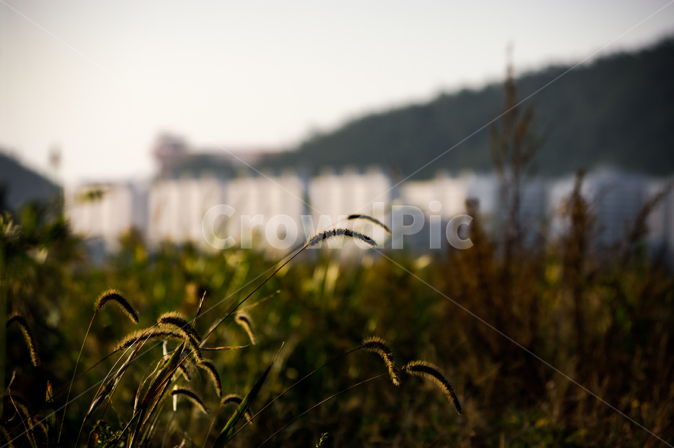 식물,옥외,field,들,자연,outdoors,식물,자연,plants,nature