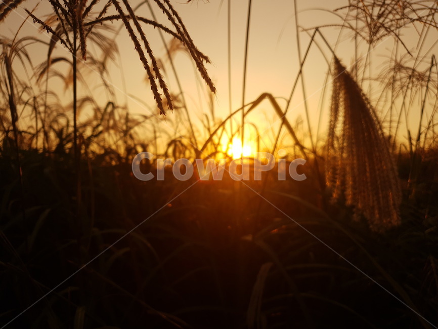 노을,억새풀,자연,가을,빛,잔디,grass,flare,가을,계절,fall,autumn,season,자연,풍경,nature,landscape,플레어,light,plant,식물,sunlight,햇빛