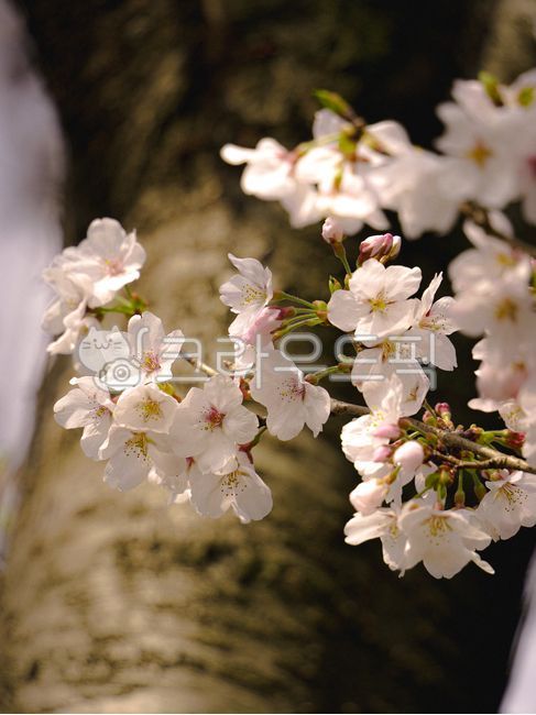 벚꽃,봄,분홍꽃,하얀꽃,꽃놀이,벚꽃앤딩,벚꽃엔딩,벗꽃,매화