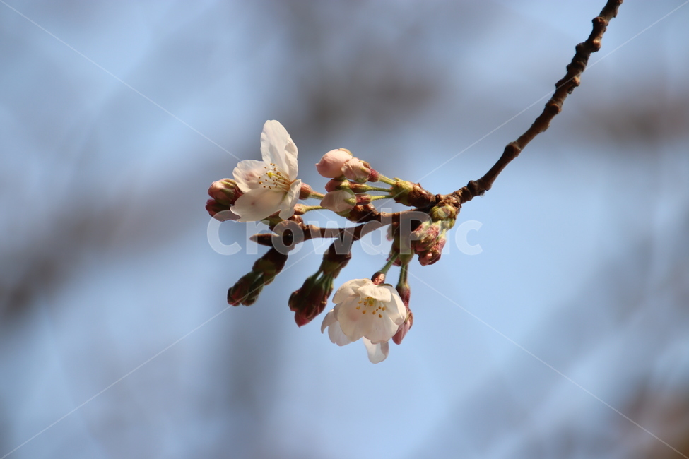 나무,꽃,봄,벚꽃,분홍색,식물,자연,plants,nature,꽃,flower