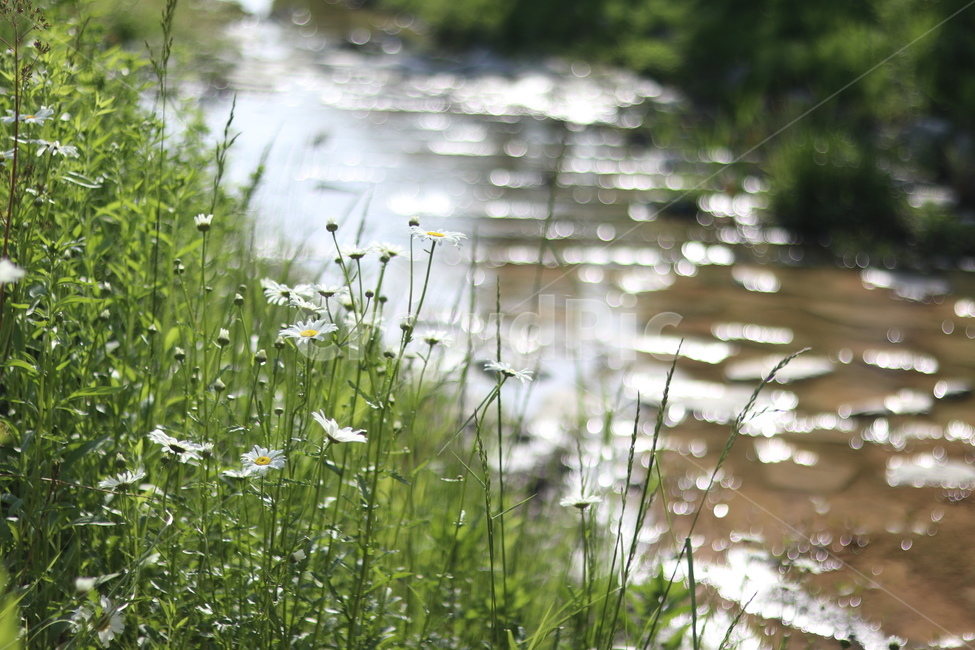 보케,빛,물,푸르름,맑음,자연,풍경,nature,landscape,식물,plants,꽃,flower,outdoors,옥외