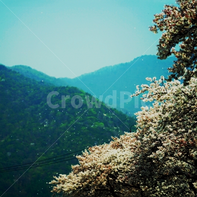 동학사,벚꽃,cherryblossom,봄,spring,봄바람,감성,sensitive,풍경,landscape,식물,자연,plants,nature,풍경,landscape,감성,sensible,feeling,봄,계절,spring,season,꽃,flower,plant,outdoors,옥외