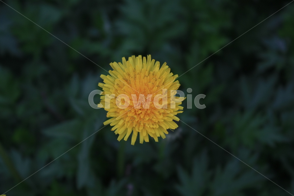 민들레,민들레씨,민들레꽃,민들레홀씨,봄,봄,계절,spring,season,식물,자연,plants,nature,꽃,flower,plant,blossom