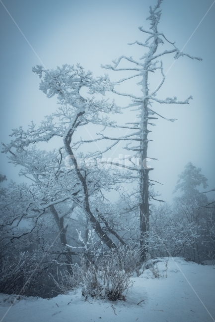 덕유산,겨울,설산,나무,눈,향적봉,무주,눈꽃,겨울산,폭설,정상,겨울,계절,winter,season,식물,자연,plants,nature,나무,trees,wood