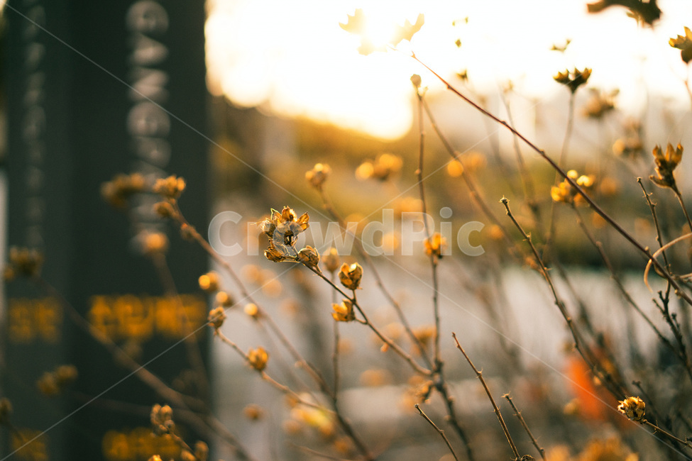 꽃,봄,꽃사진,가을,봄꽃,자연,식물,자연,plants,nature,꽃,flower,감성,sensible,feeling,휴식,힐링,rest,relaxation,healing