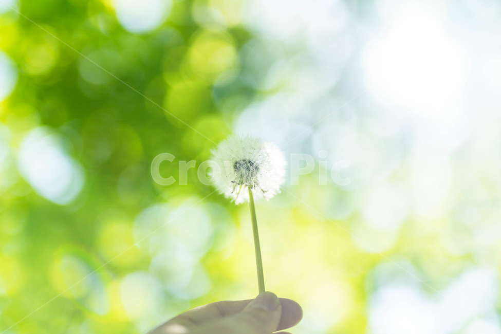 민들레,꽃씨,여름,푸르른,꽃,연두빛,식물,자연,plants,nature,꽃,flower,감성,sensible,feeling,휴식,힐링,rest,relaxation,healing