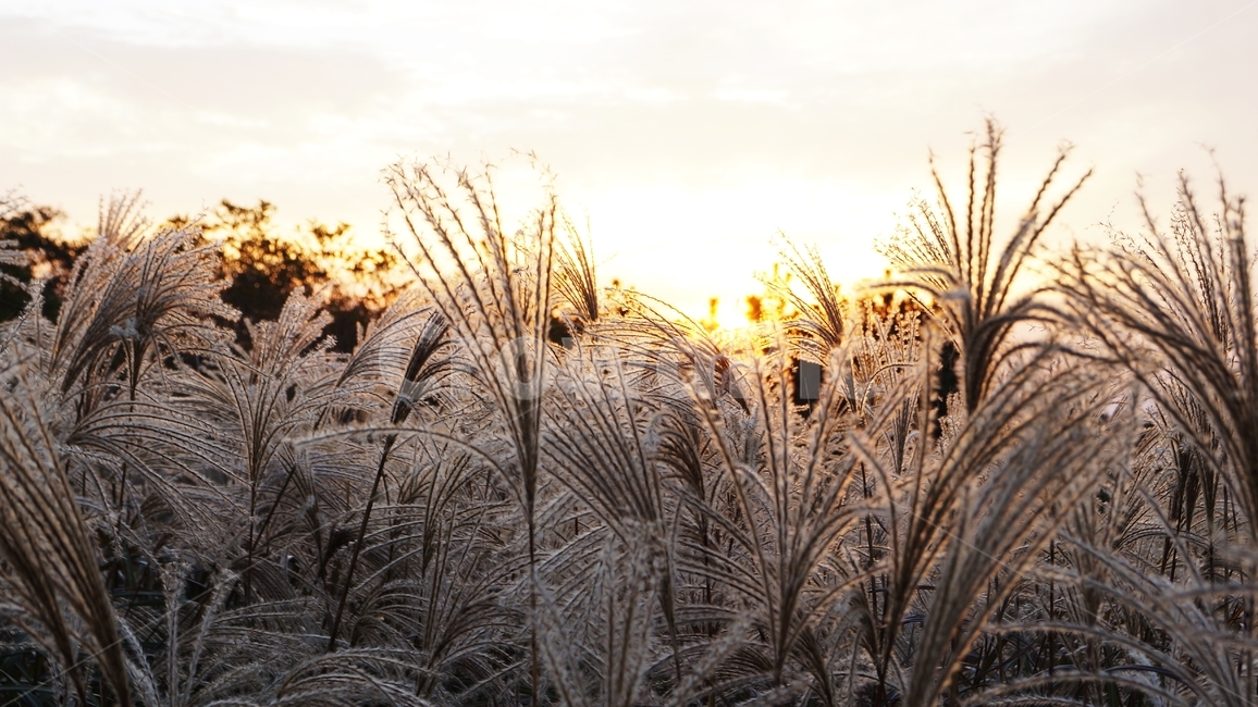 가을,억세,억세풀,가을산,가을풍경,자연,풍경,nature,landscape,grass,잔디,plant,식물,lawn,reed,갈대