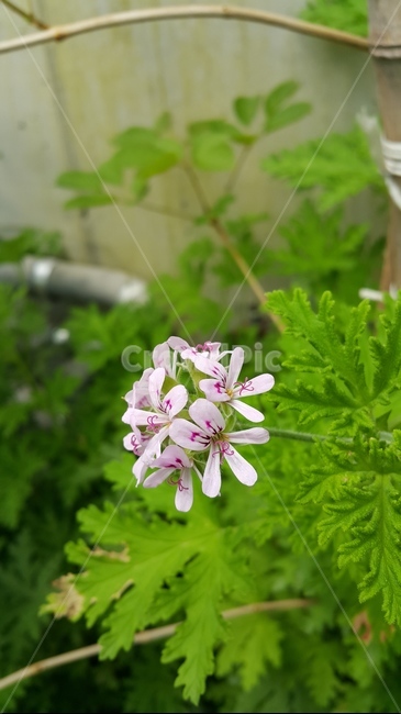 작은꽃,여름,식물,감성,초록,한송이,연보라색,아기자기,홀로,식물,자연,plants,nature,꽃,flower