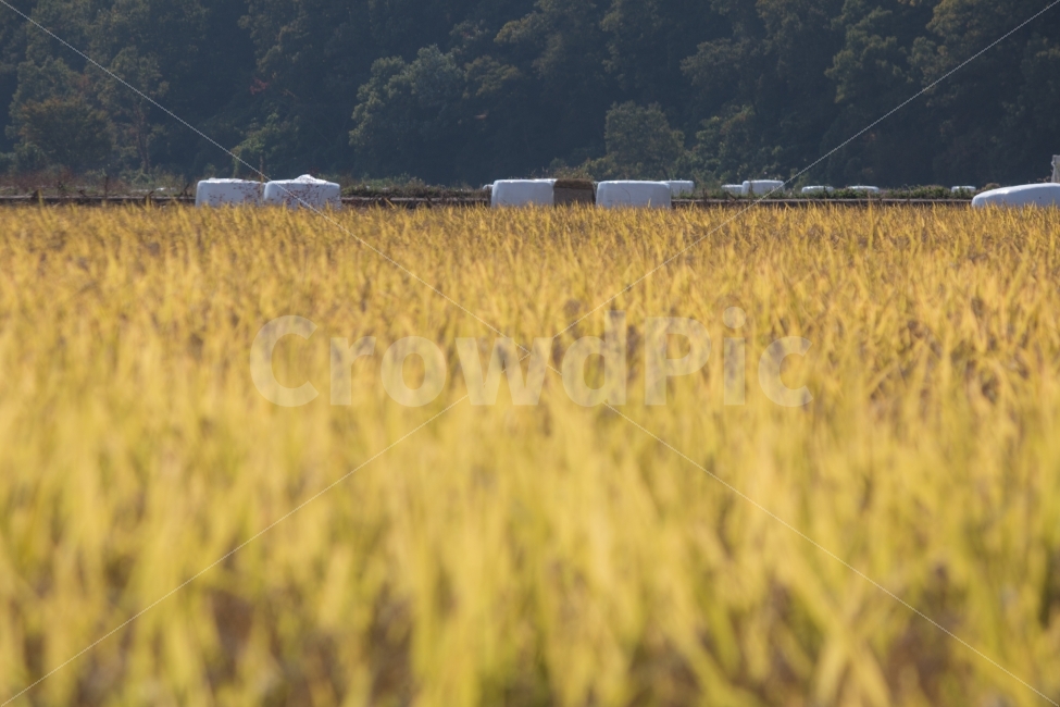 가을,벼,농촌,풍경,추수,가을,계절,fall,autumn,season,시골,마을,풍경,landscape,country,rural,town,산업,industry,industrial,농업,농사,agriculture,farming,farming industry,plant,식물,food,음식,vegetable,야채,grain,곡물