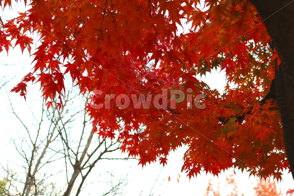 단풍,단풍나무,나무,식물,가을,자연,가을,계절,fall,autumn,season,식물,자연,plants,nature,leaf,잎,plant,tree,maple