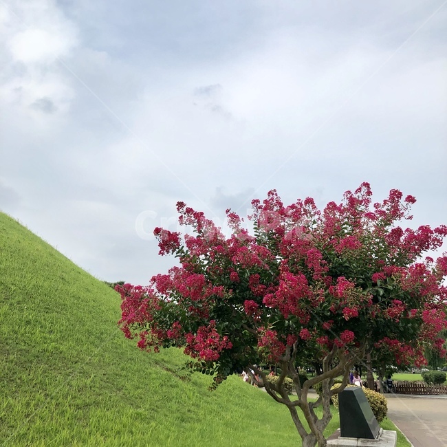 백일홍,배롱나무,꽃,나무,식물,경주